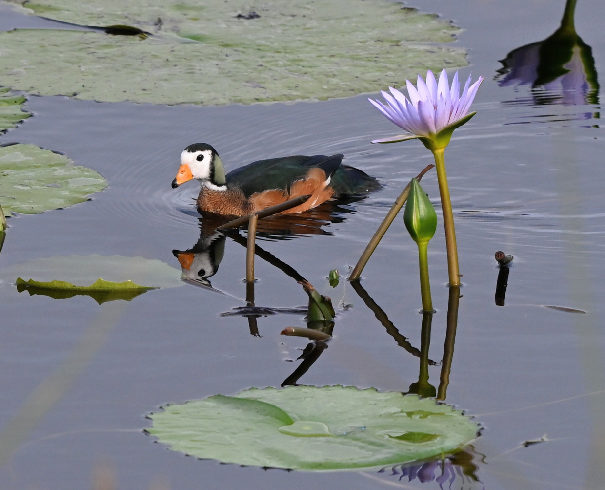 African Pygmy-Goose