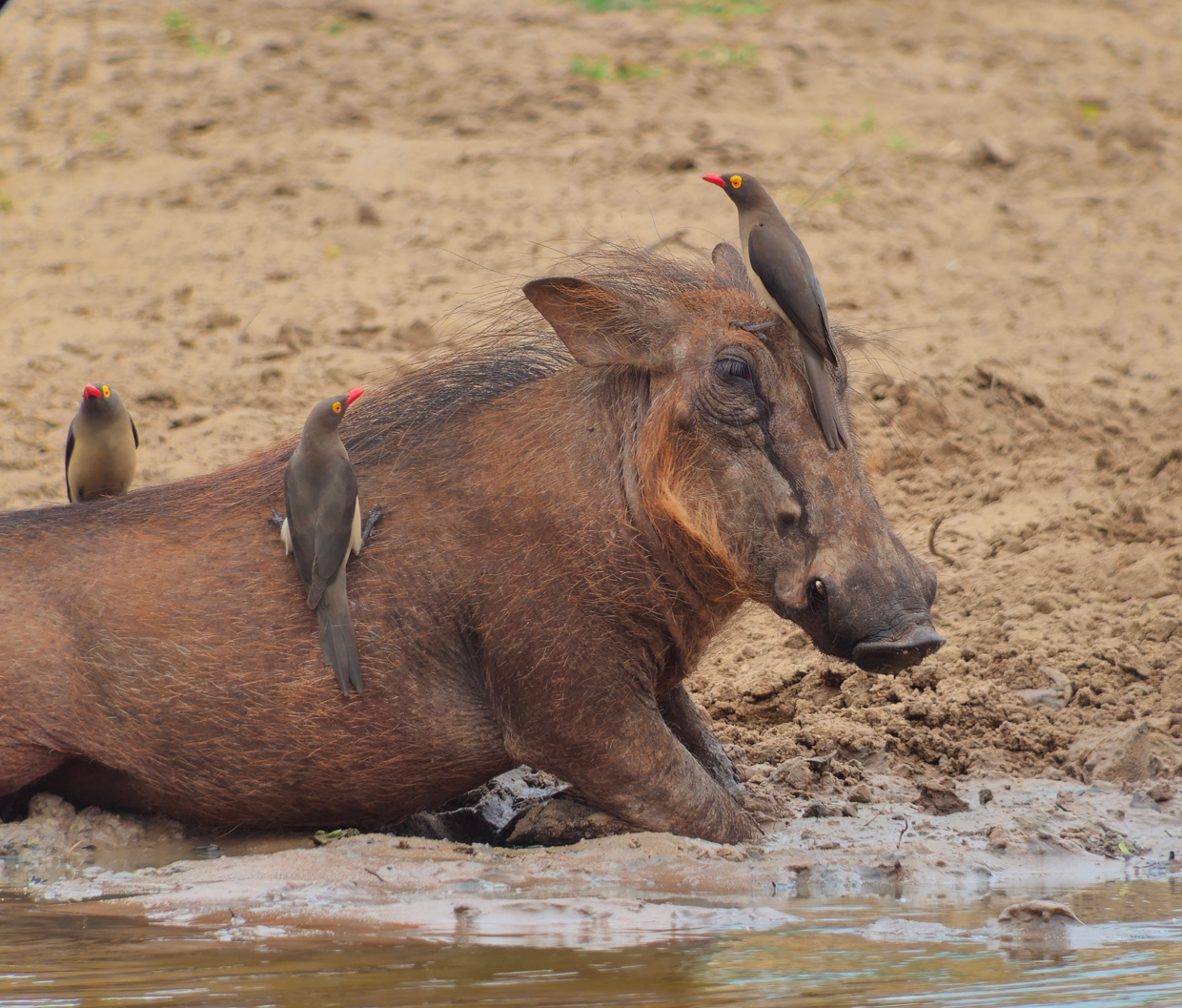 Warthog and Red-billed Oxpecker