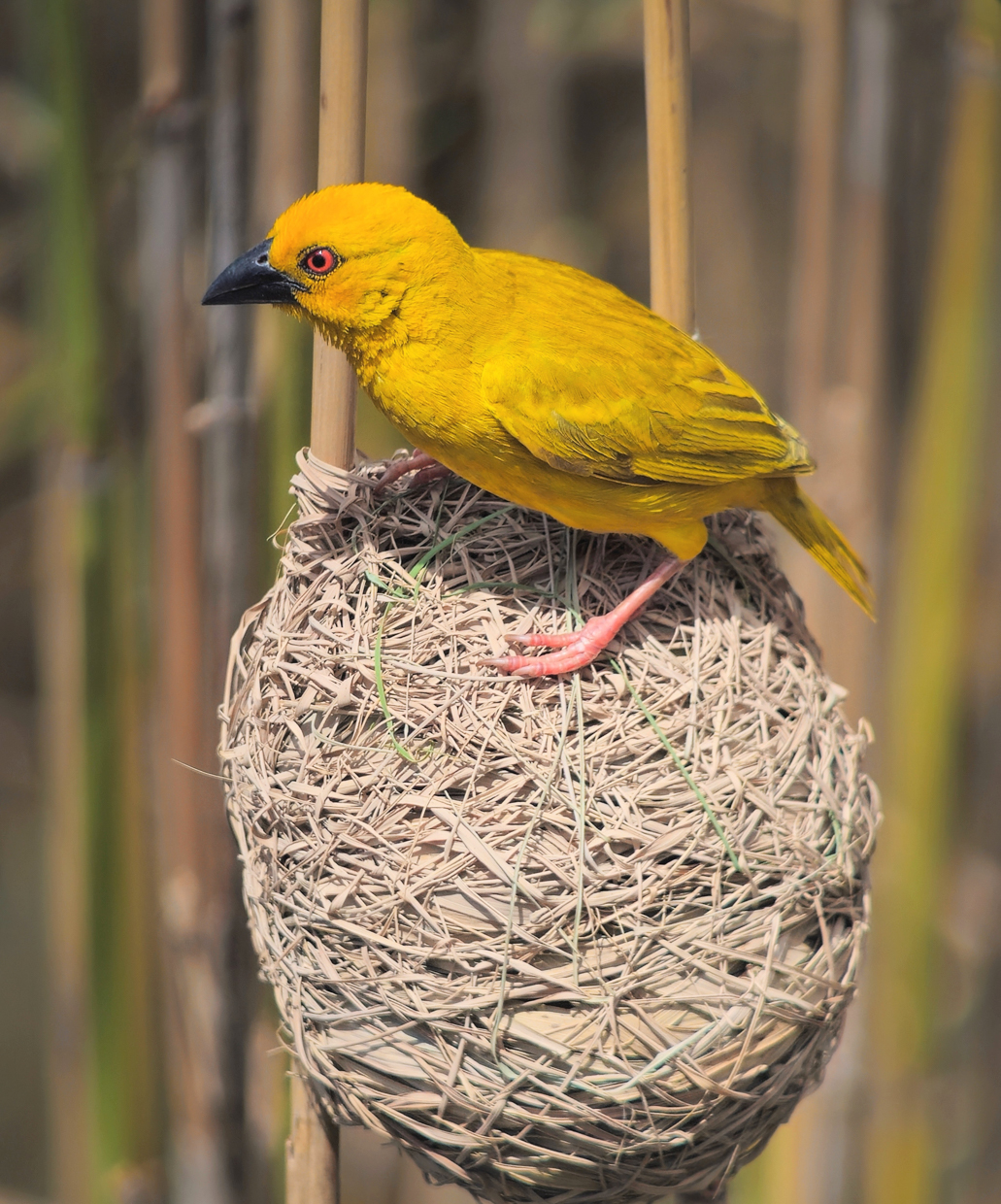African Golden-Weaver