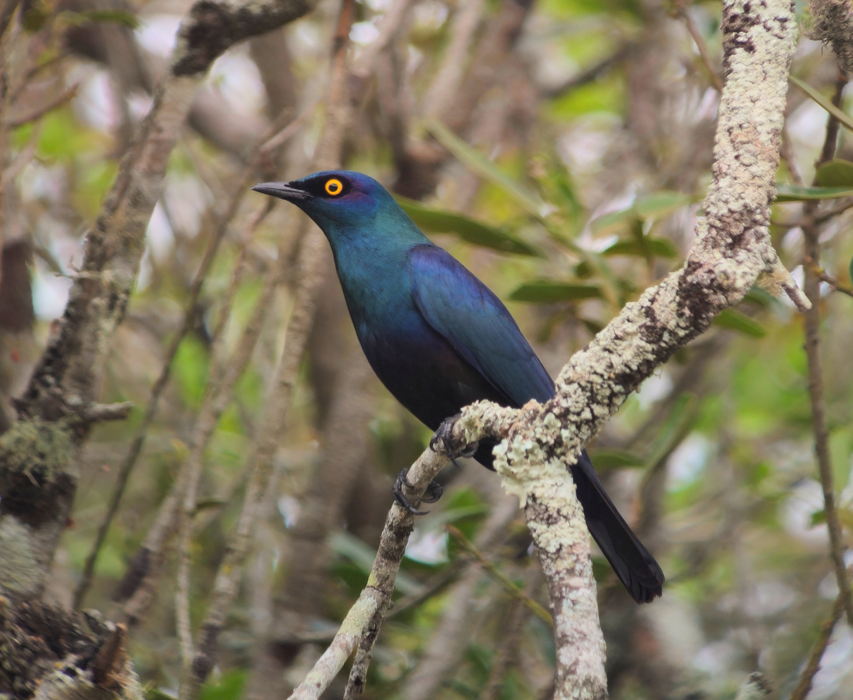 Black-bellied Starling