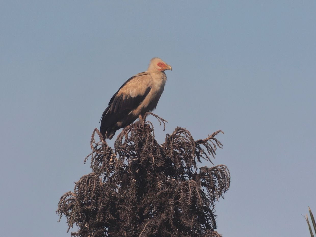 Palm-nut Vulture