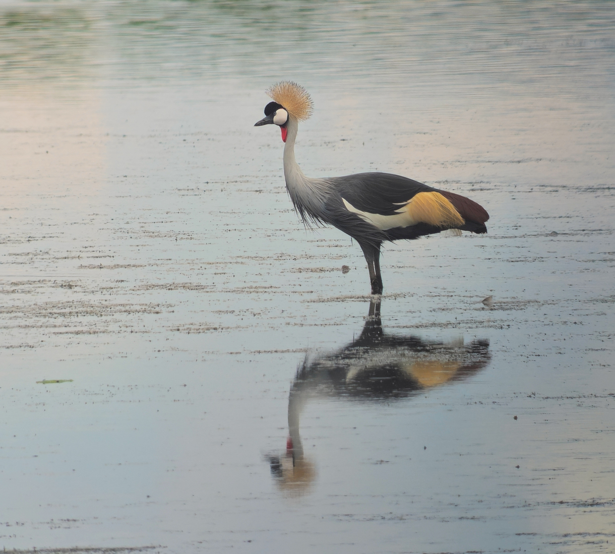 Gray-crowned Crane