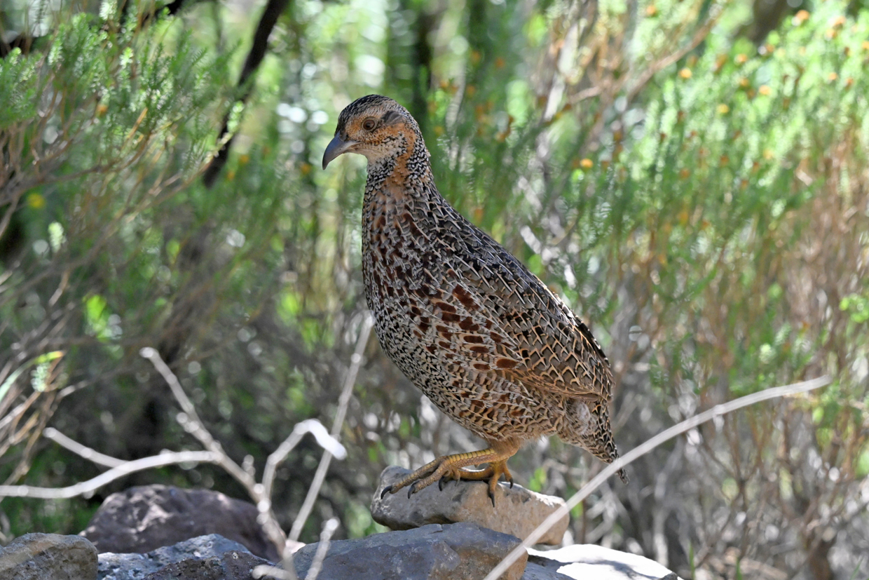 Gray-winged Francolin