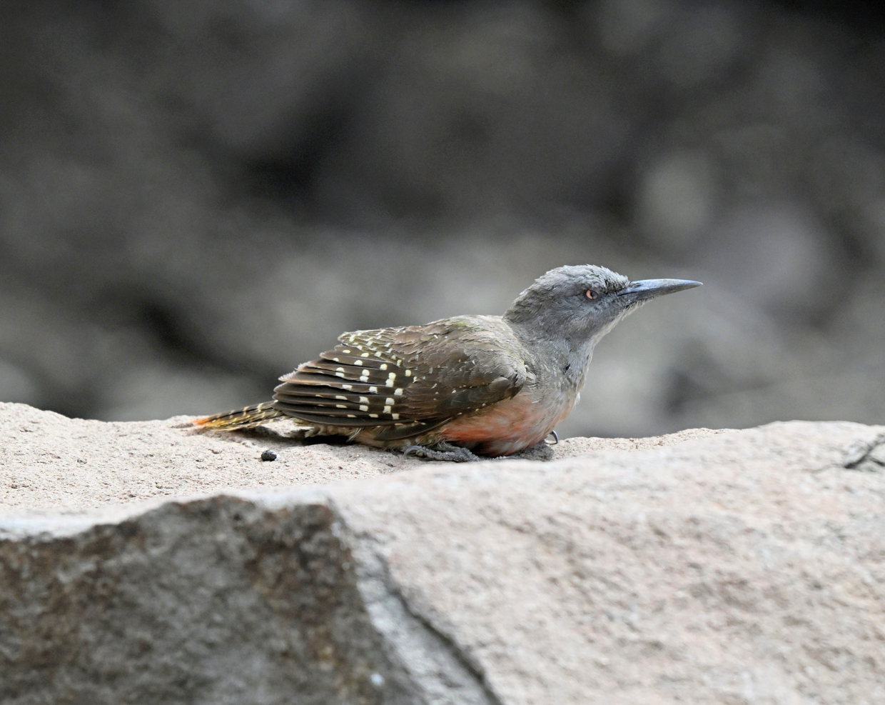 Ground Woodpecker