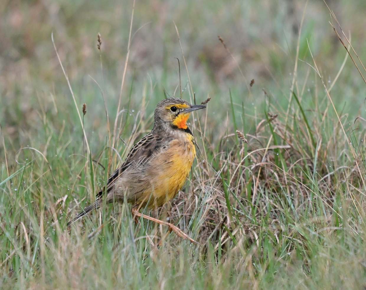 Orange-throated Longclaw