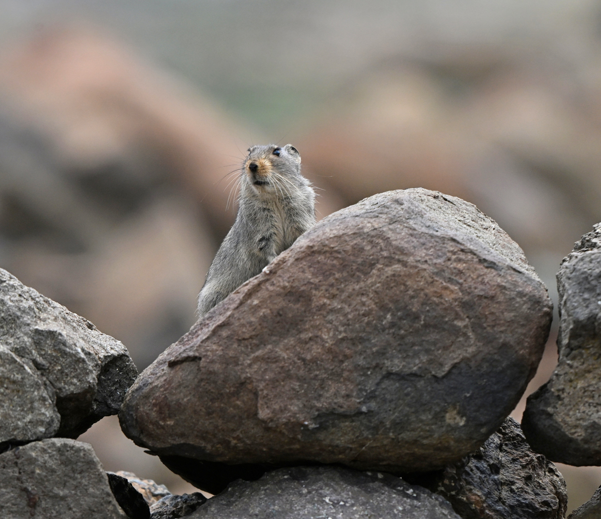 Sloggett's Vlei Rat