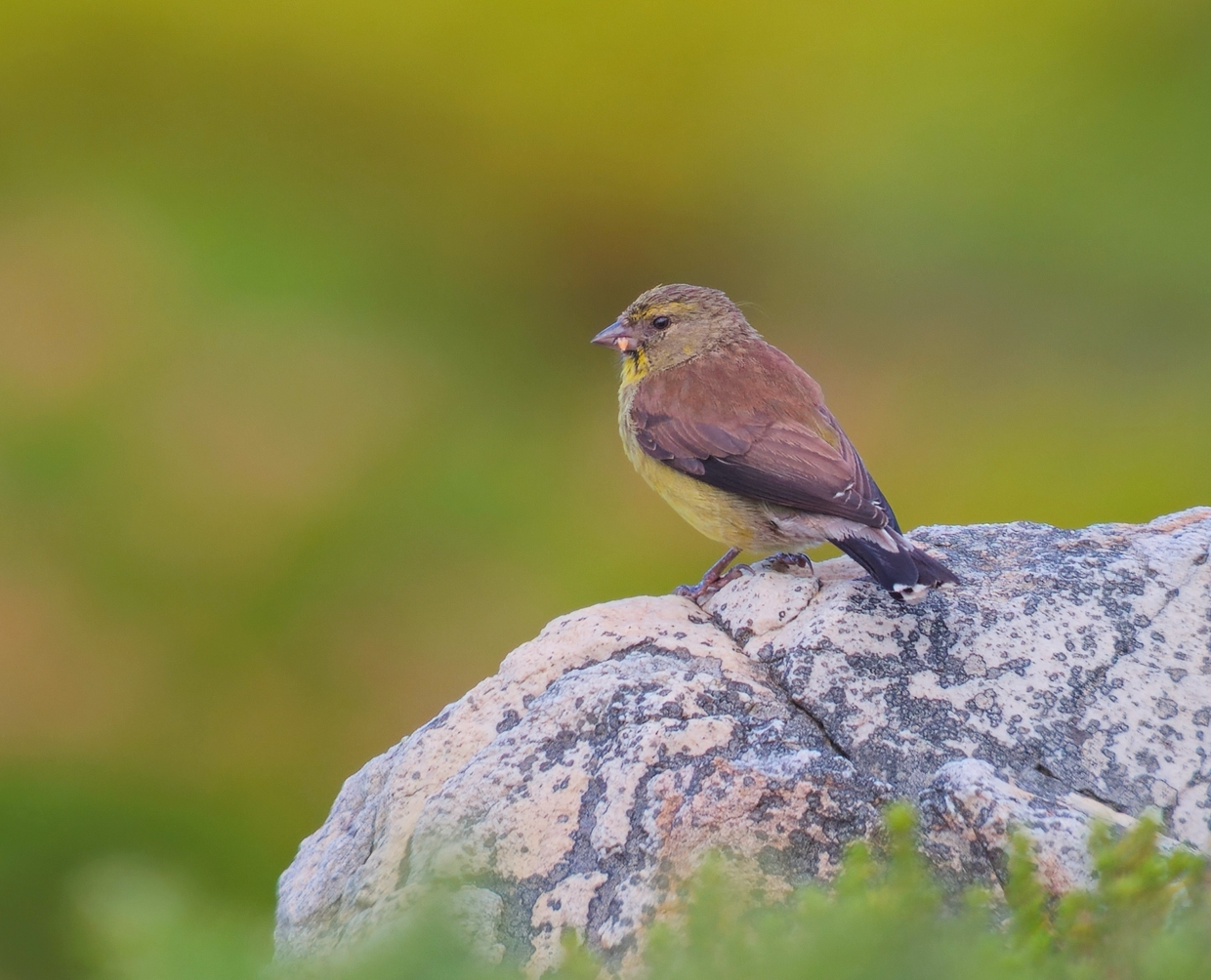 Cape Siskin