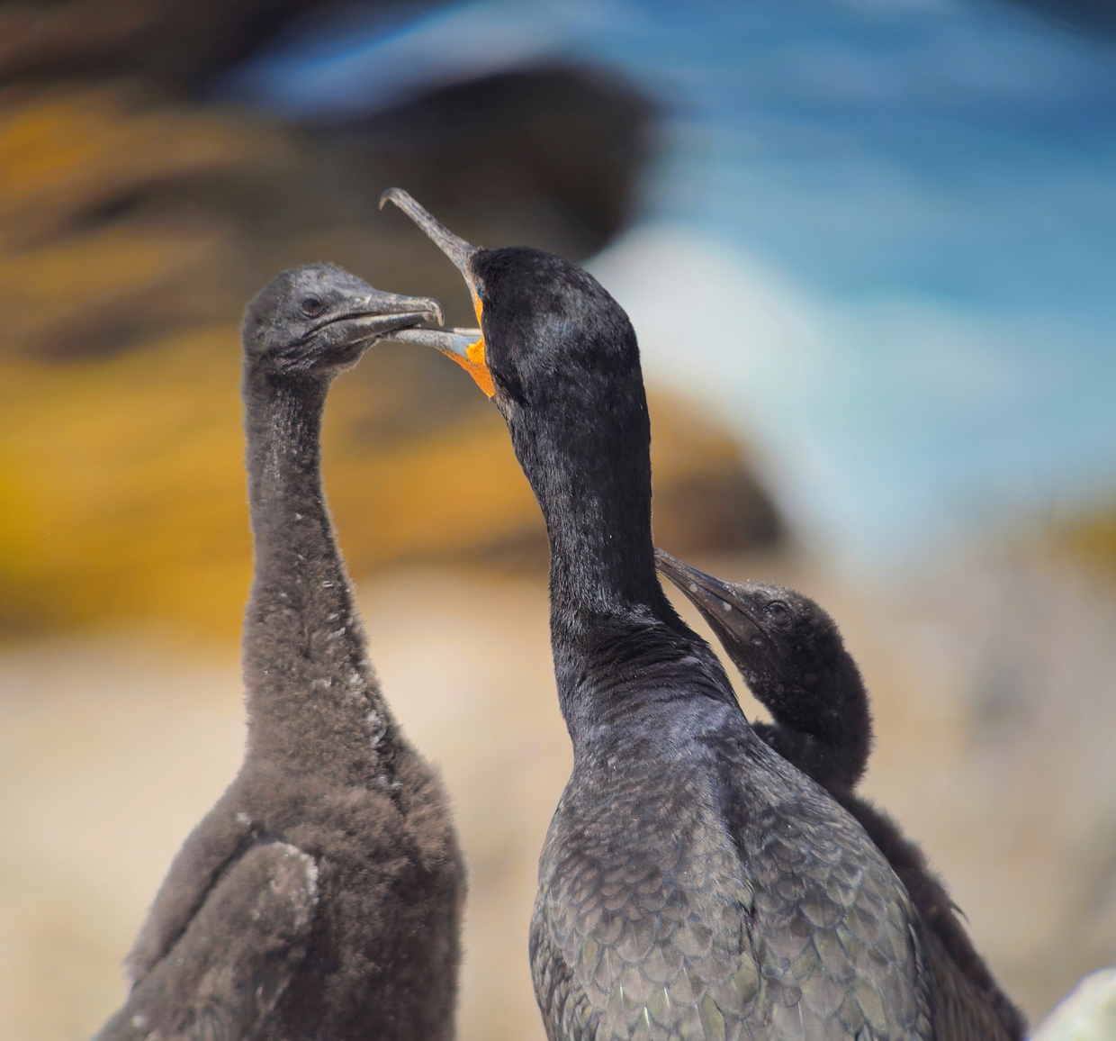 Cape Cormorant