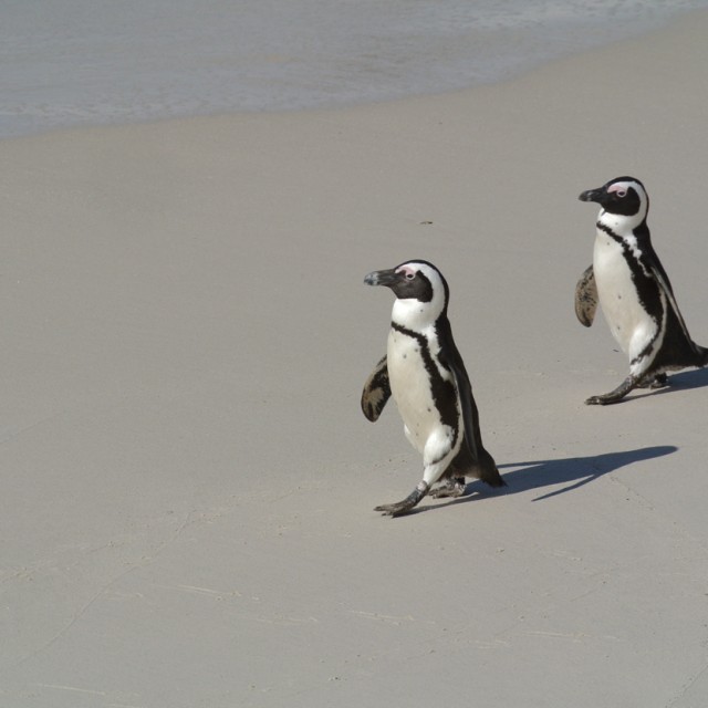 African Penguins