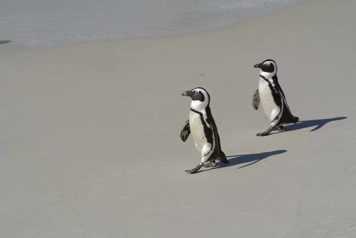African Penguins