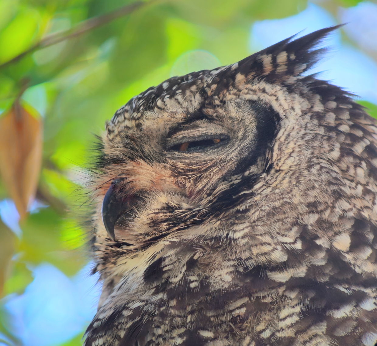 Spotted Eagle-Owl