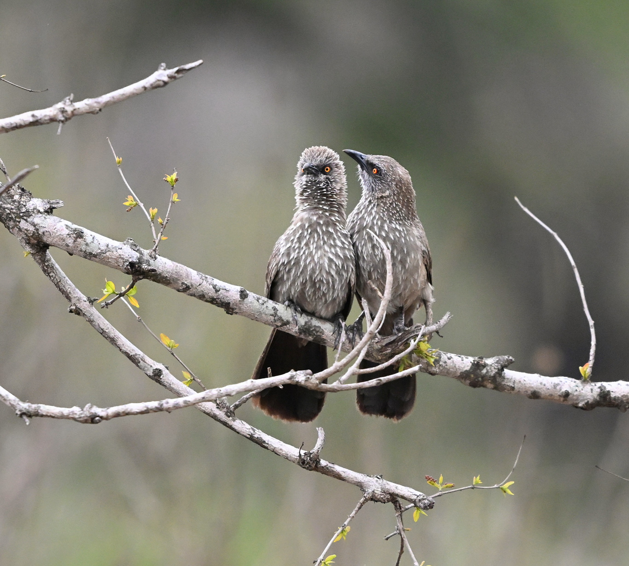 Arrow-marked Babbler