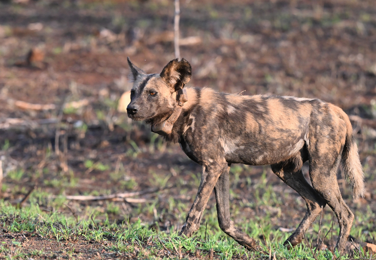 Painted Dog
