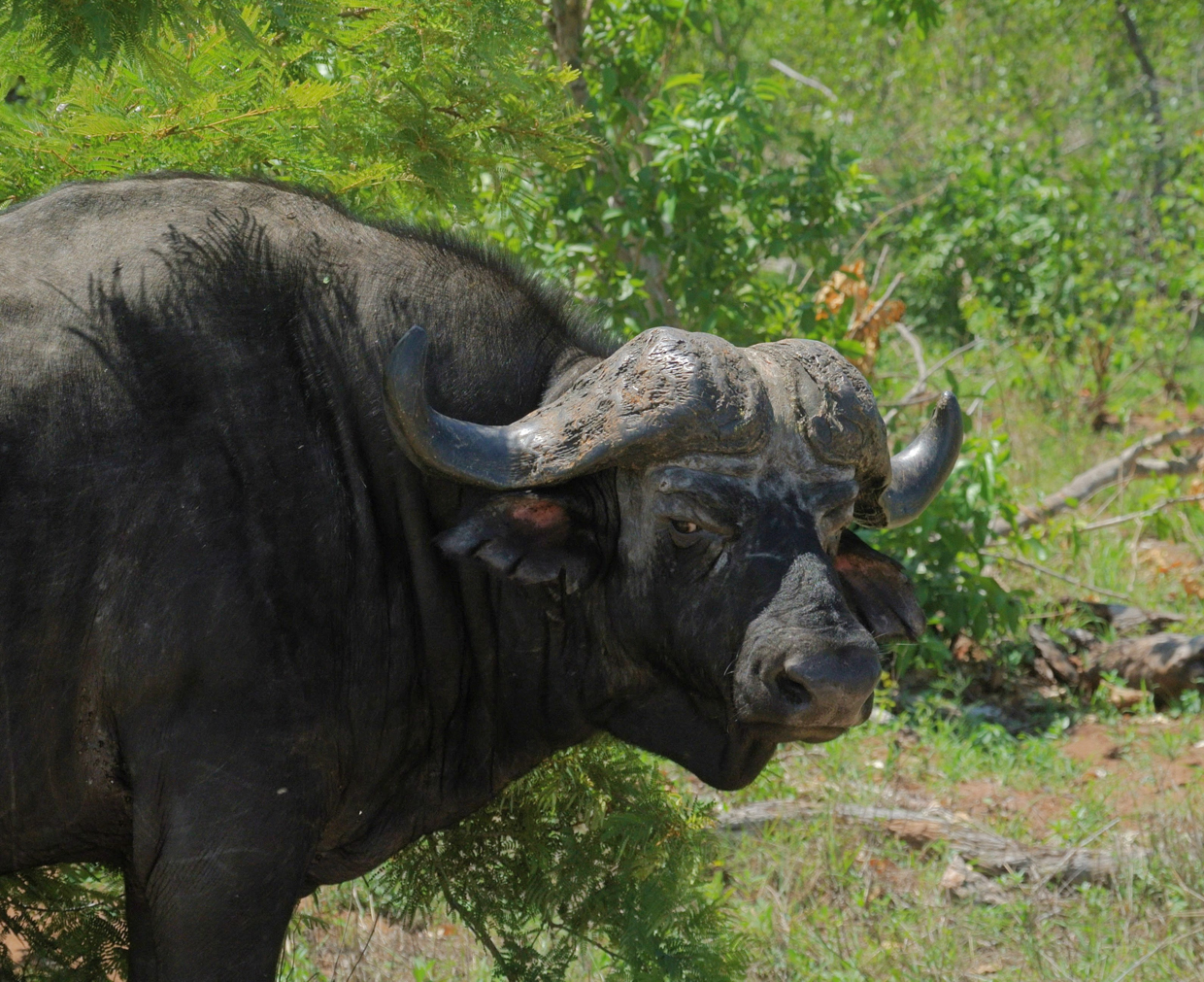 Cape Buffalo