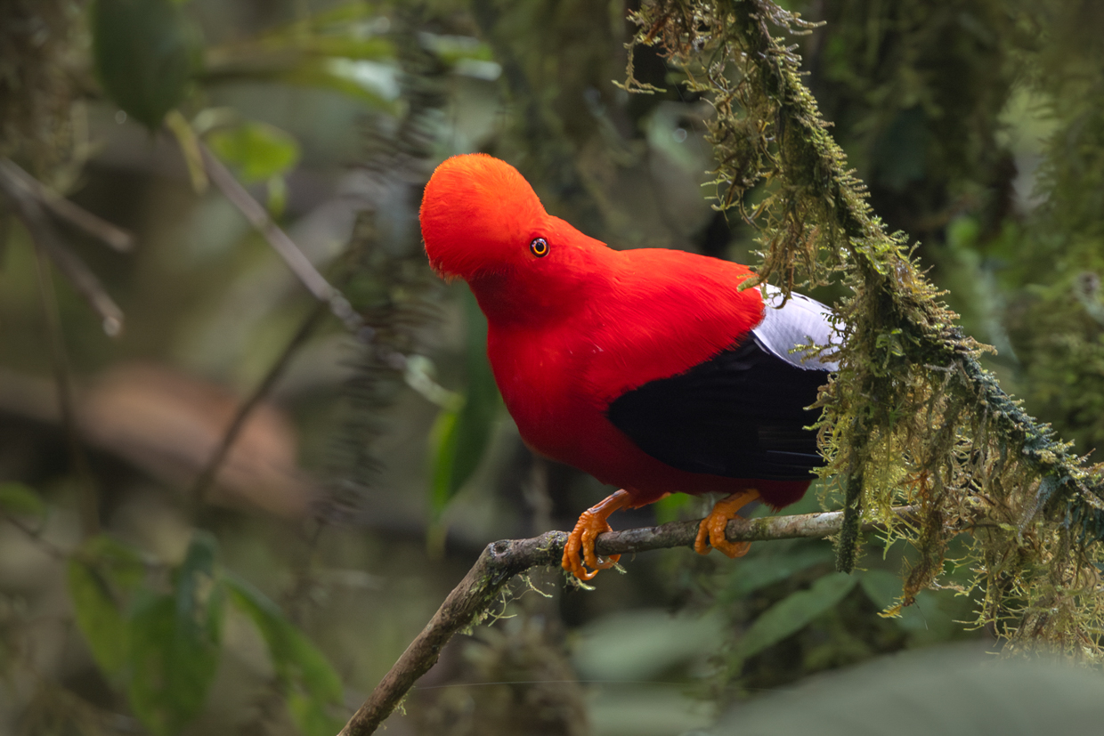 Andean Cock-of-the-rock
