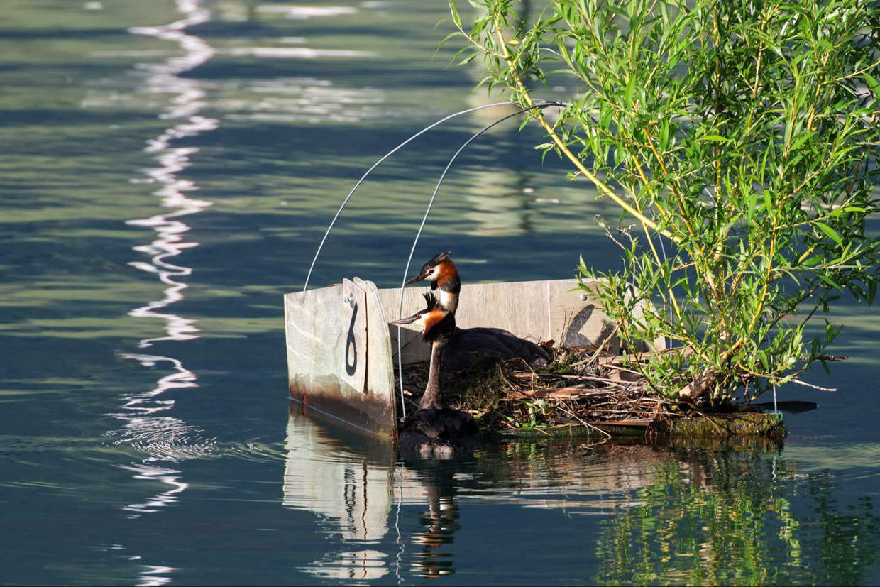 Pair of Australasian Crested Grebe, Lake Wanaka 
