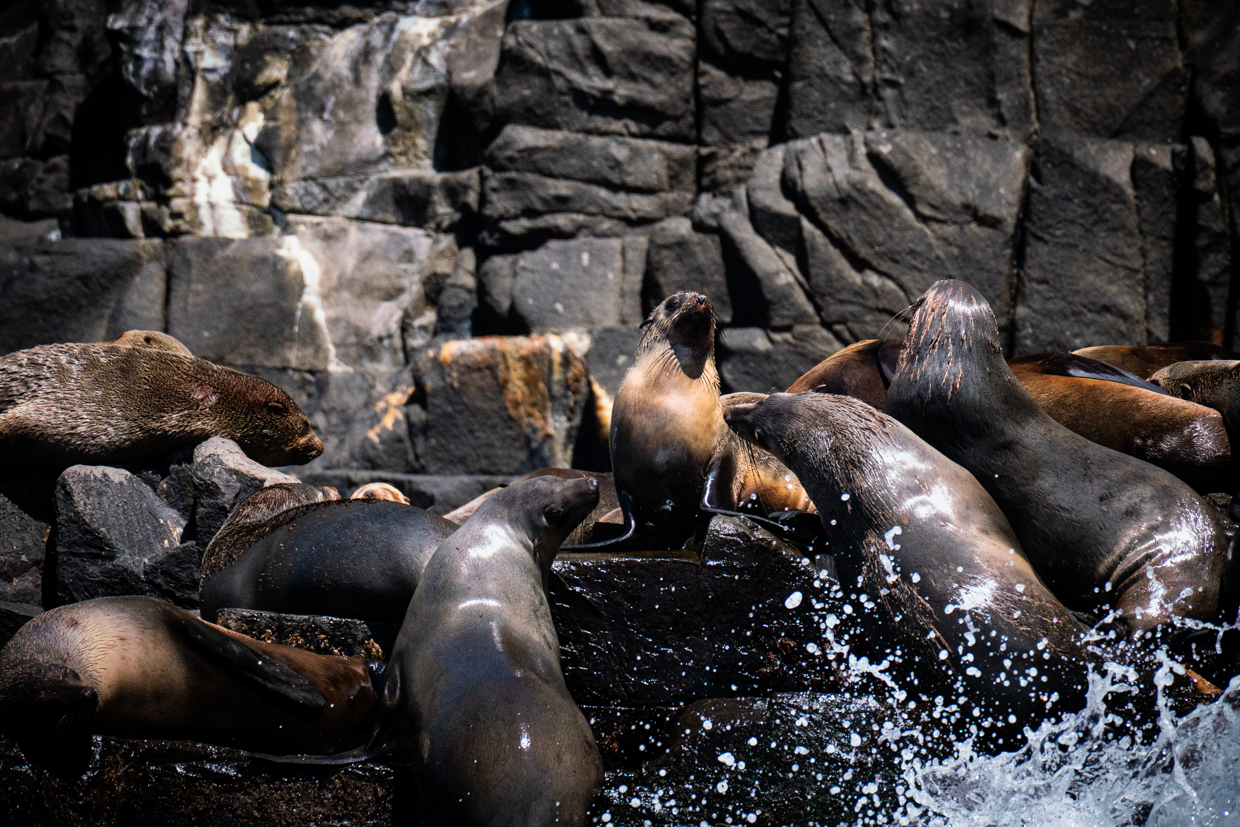 Australia Fur Seal
