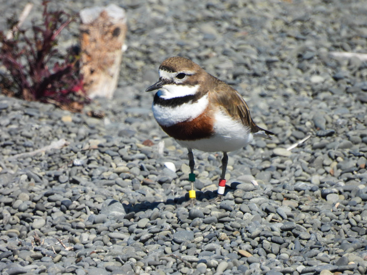 Banded Dotterel, Kaikoura 