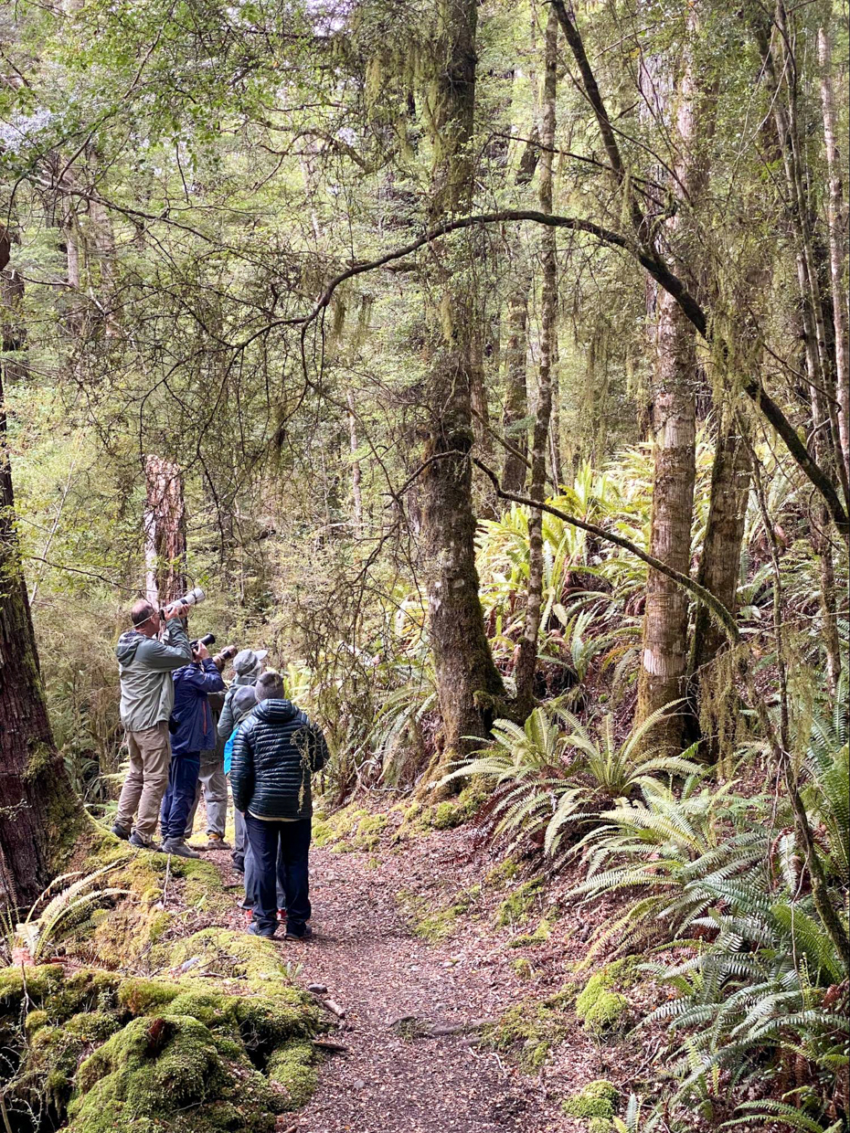 Mesmerised by the Southern Beech forest at the Kepler Track, Te Anau