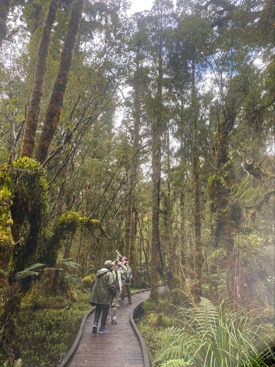 Capturing shots of the dark and pied morph pair of Fantail, Ship Creek