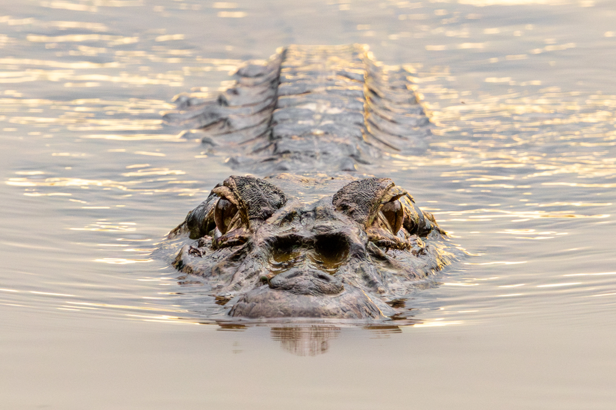 Black Caiman