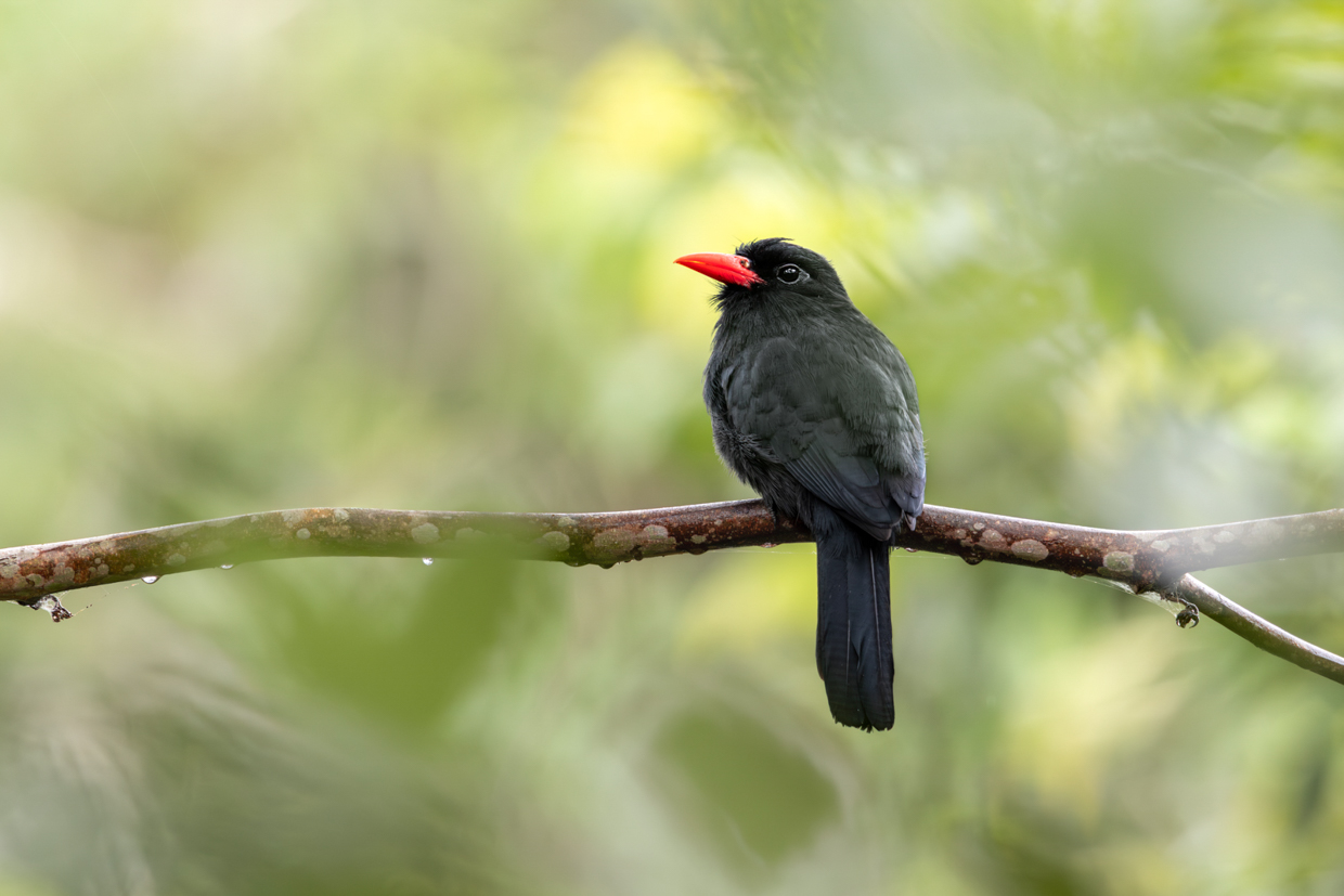 Black-fronted Nunbird