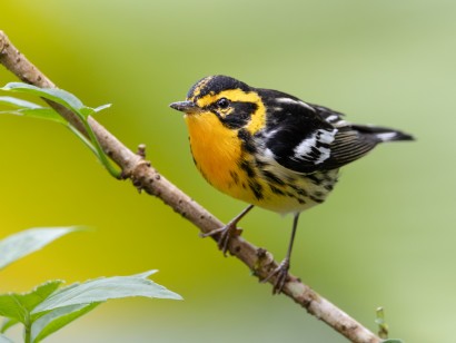 Lake Erie Spring Migration