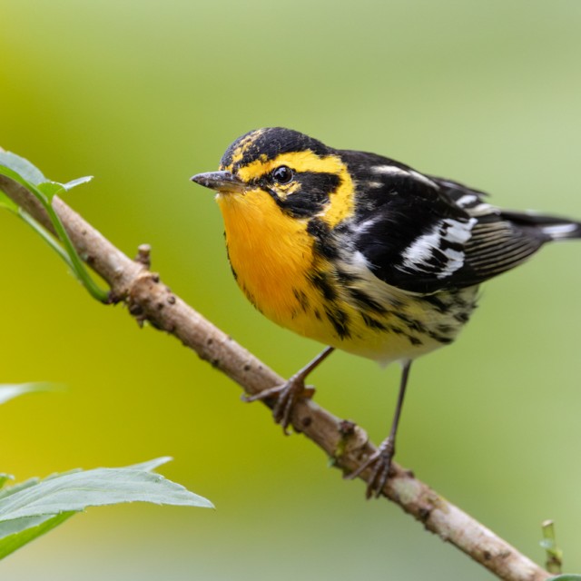 Blackburnian Warbler