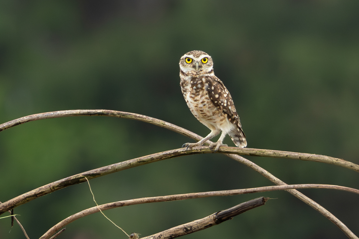 Burrowing Owl