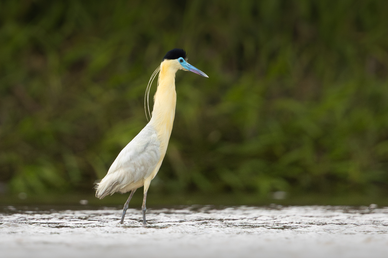 Capped Heron