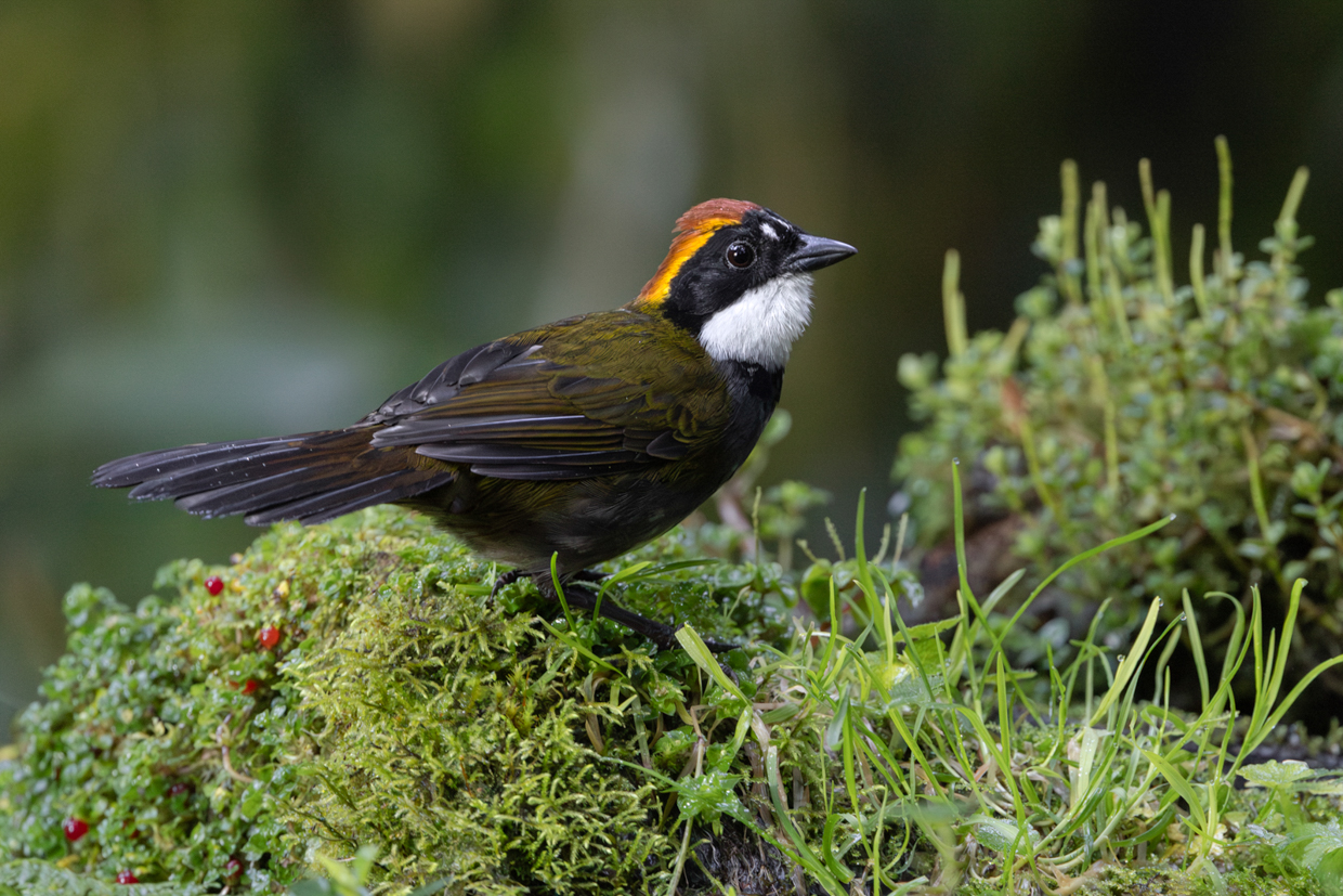 Chestnut-capped Brushfinch