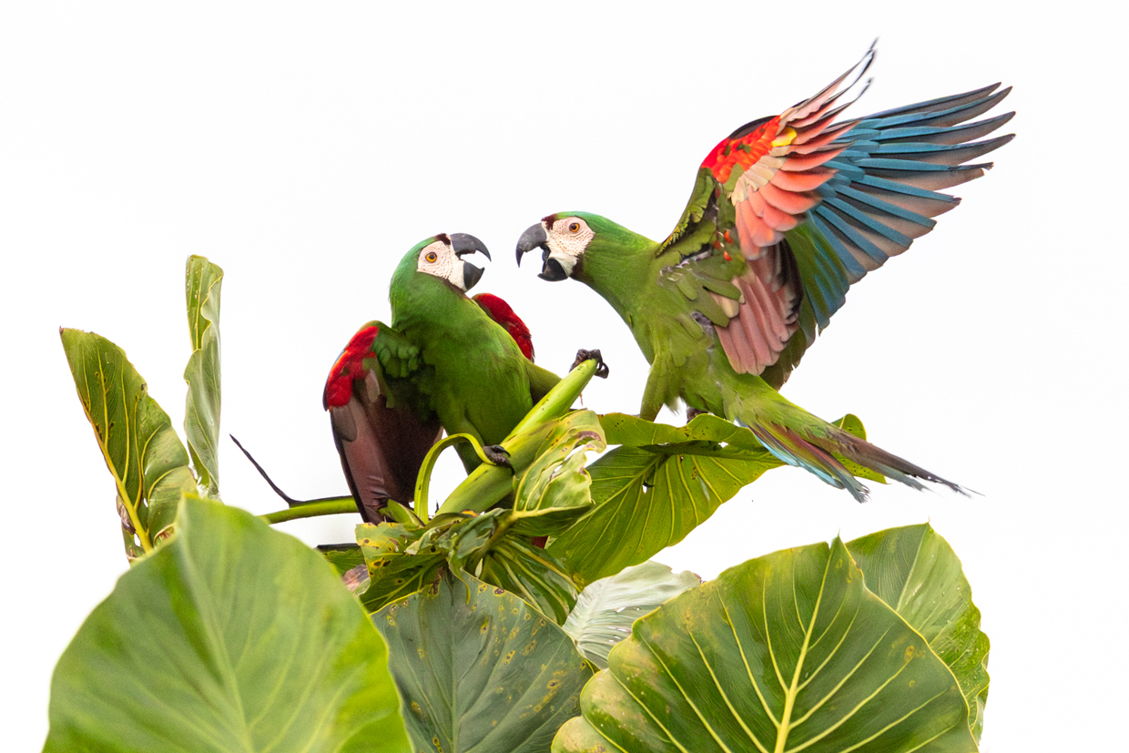 Chestnut-fronted Macaws
