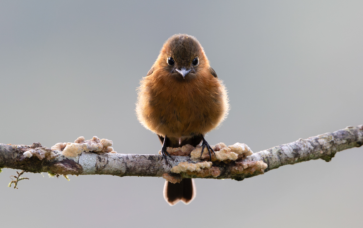 Cinnamon Flycatcher