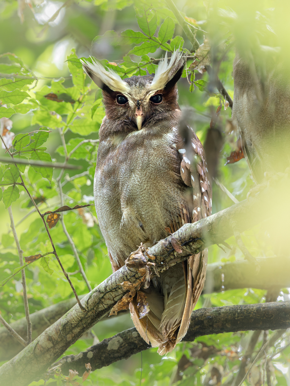 Crested Owl