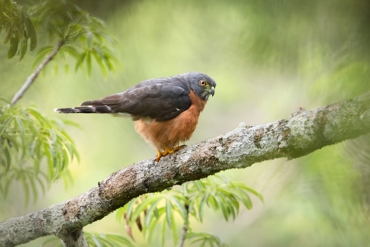 Double-toothed Kite