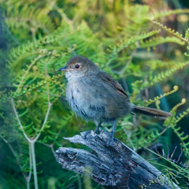 Eastern Bristlebird