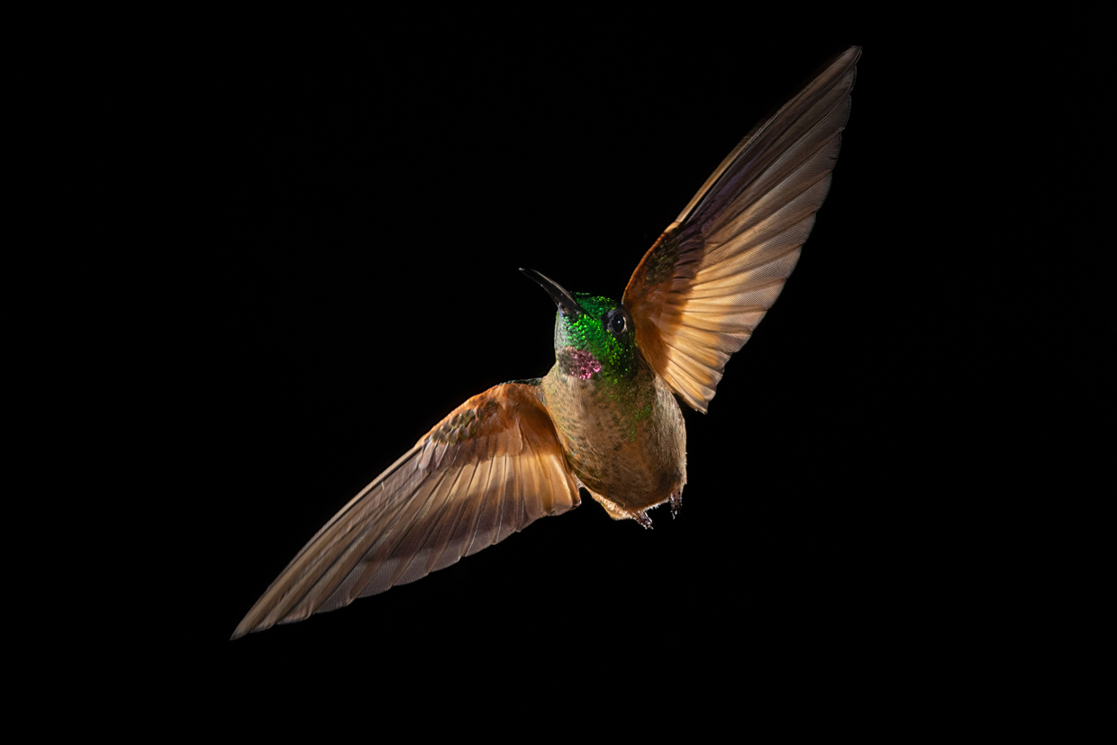 Fawn-breasted Brilliant