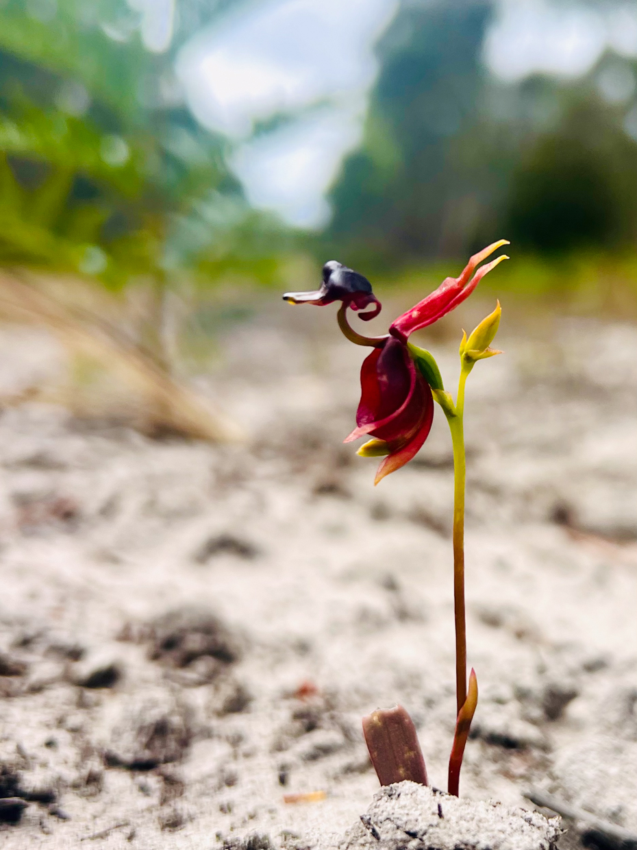 Flying Duck Orchid