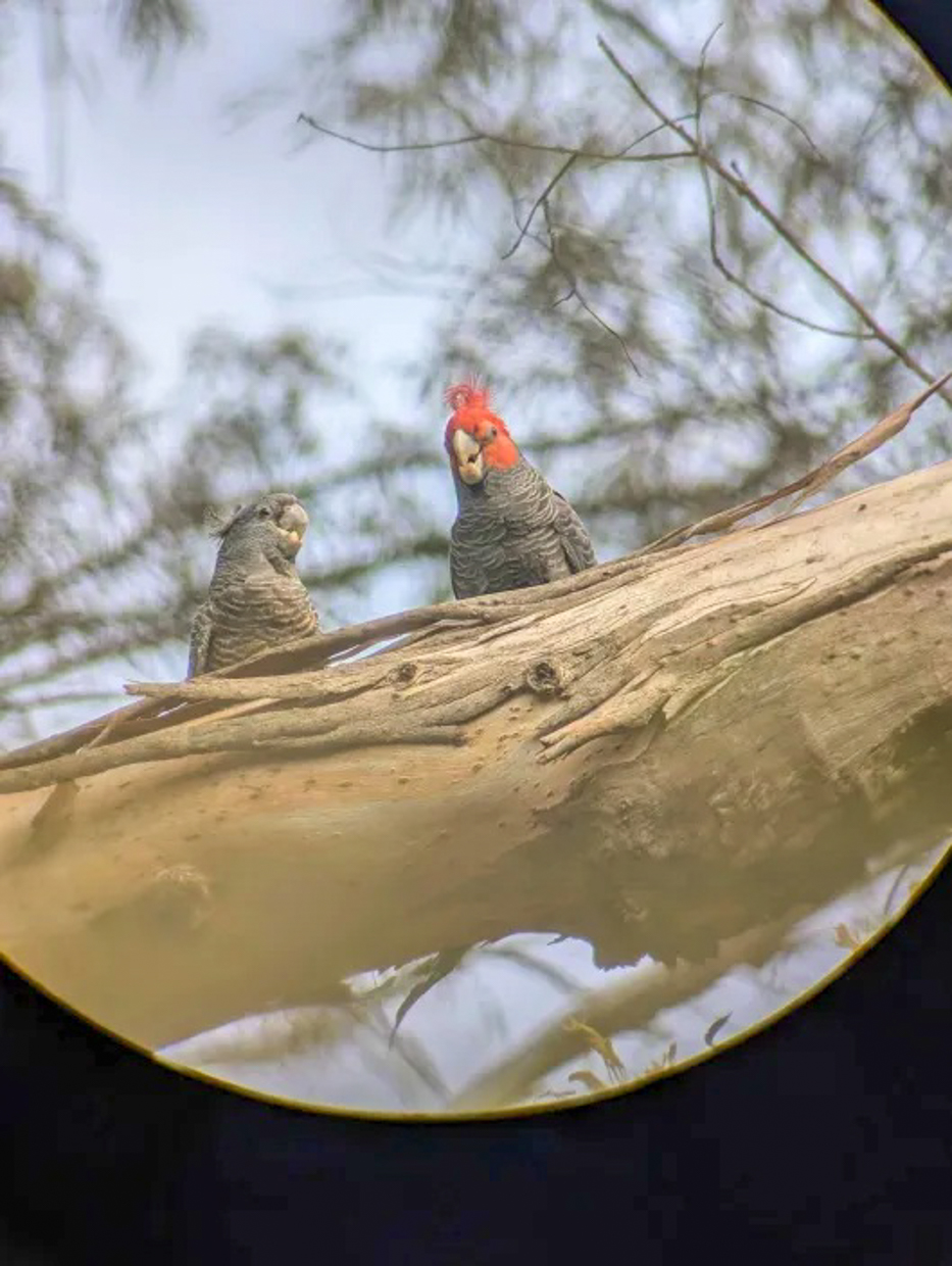 Gang-gang Cockatoo