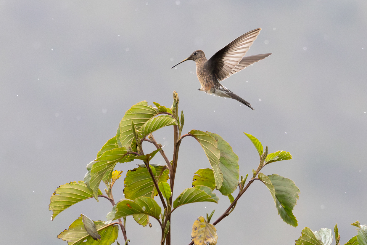 Giant Hummingbird