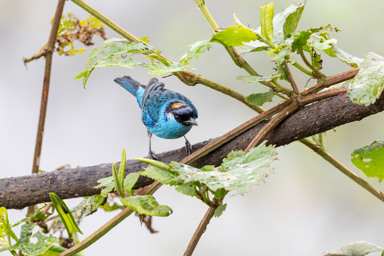 Golden-naped Tanager
