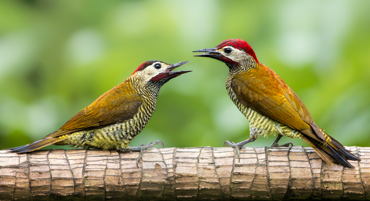 Golden-olive Woodpeckers