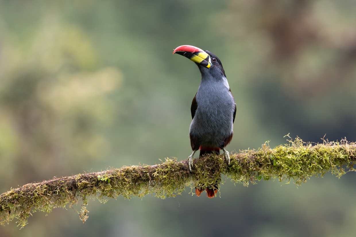 Gray-breasted Mountain-Toucan