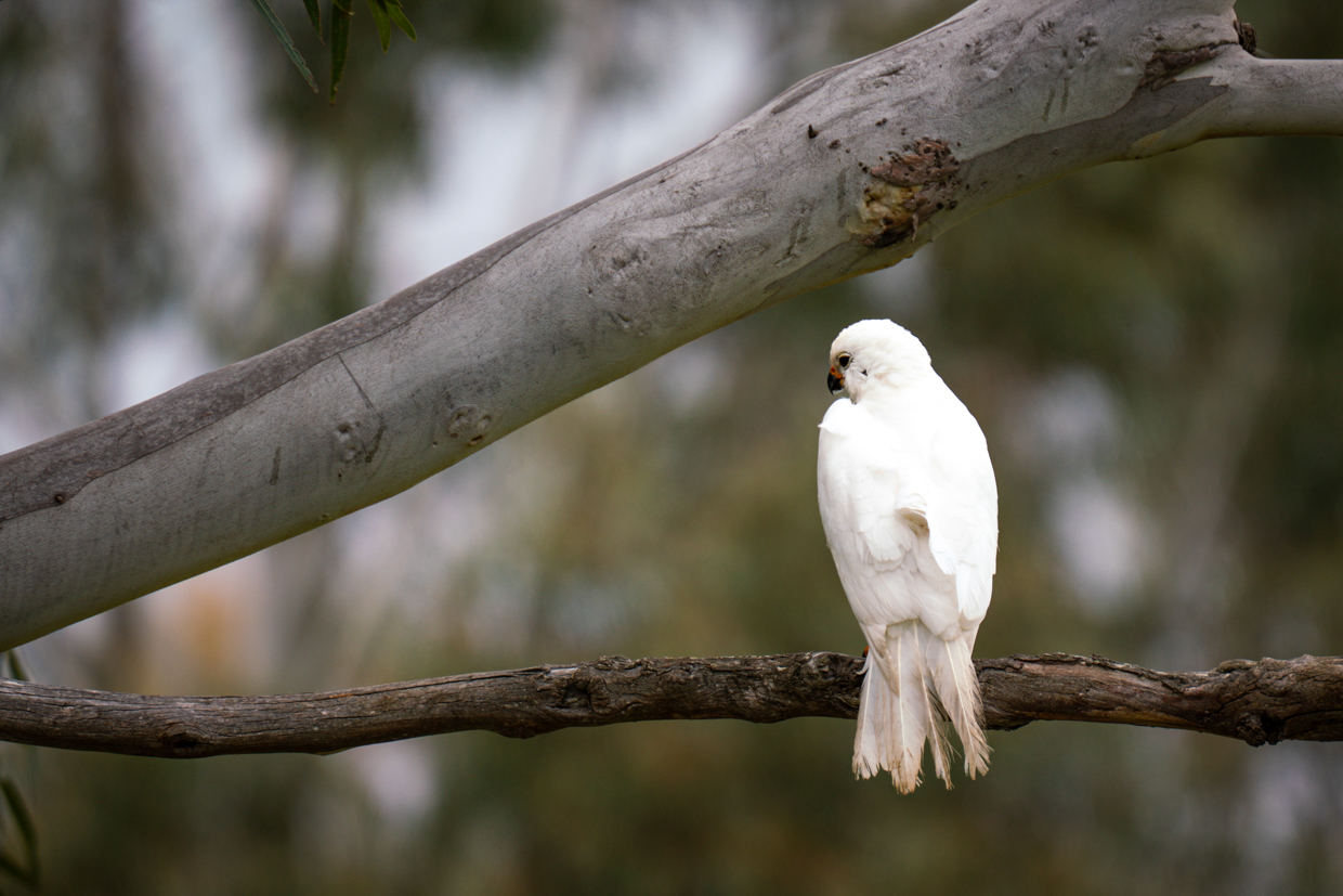Gray Goshawk (White morph) 