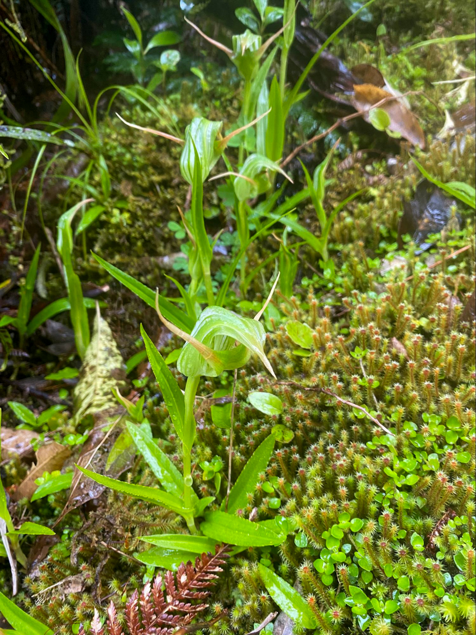 Gorgeous Bank’s Green Hoods at Franz Josef (© Lindsey Gray)