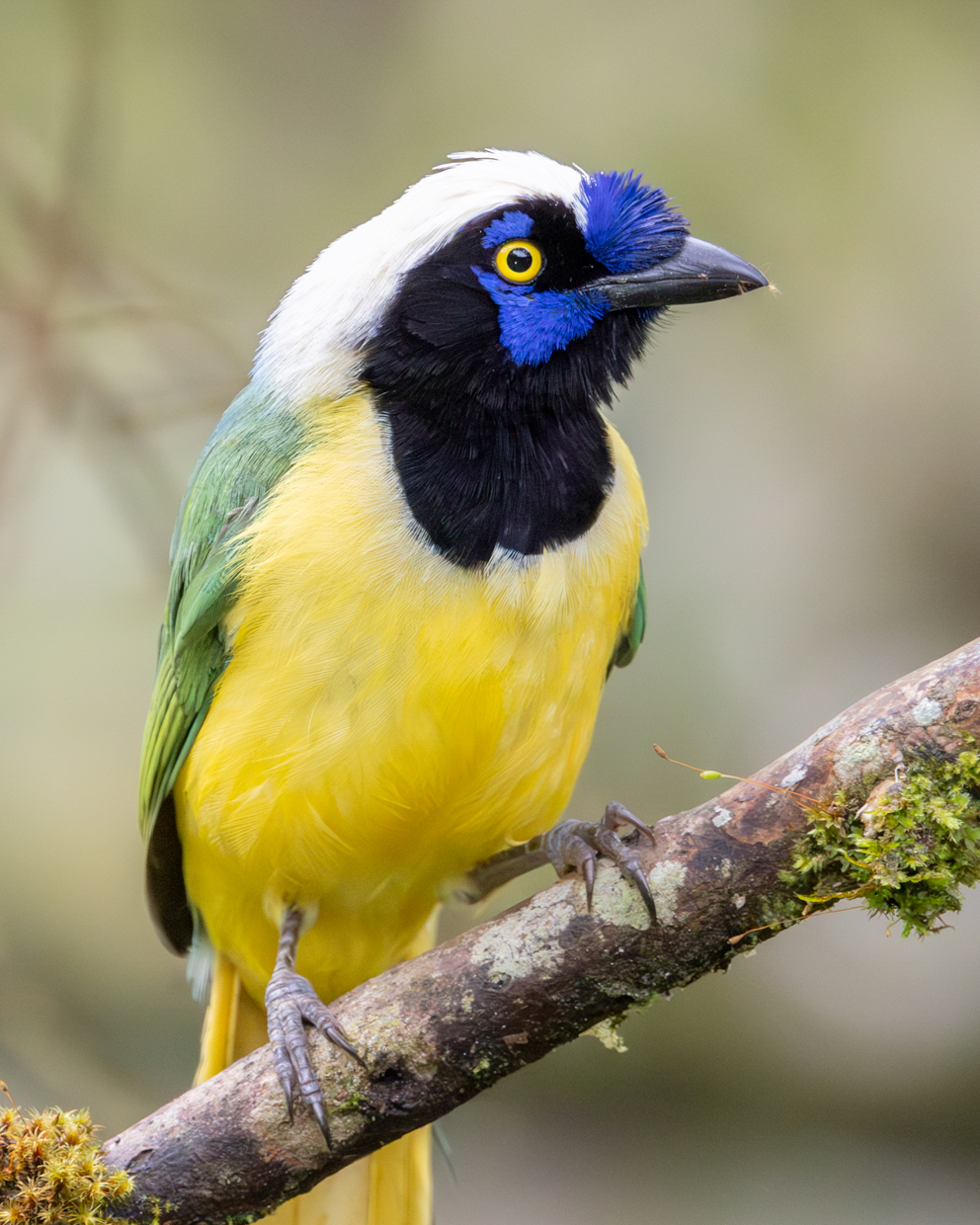 Green Jay