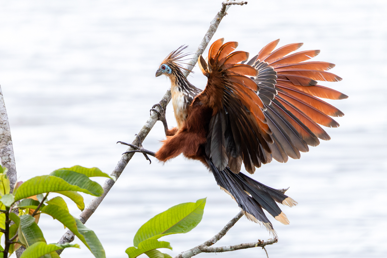 Hoatzin
