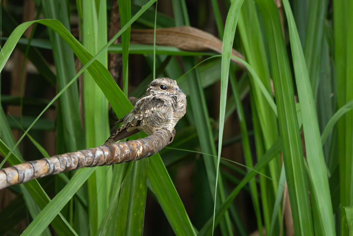 Ladder-tailed Nightjar