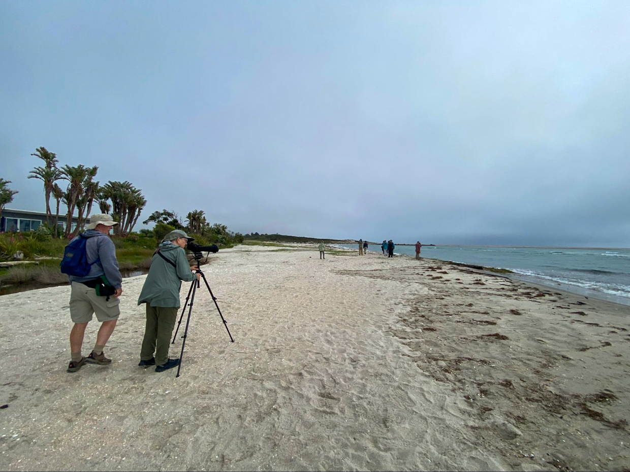 Searching for Fairy tern, Waipu Cove 