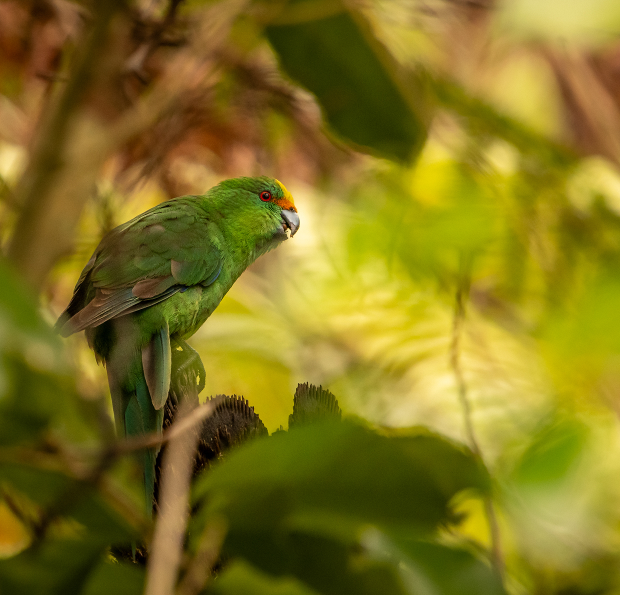 Malherbe's Parakeet